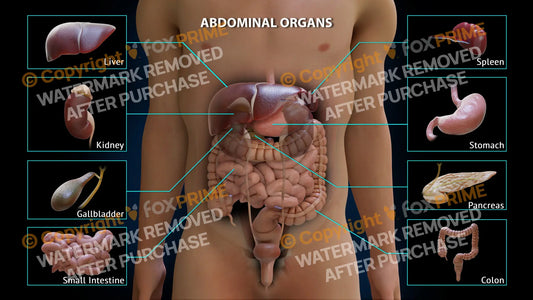 Abdominal Organs Single Use / Male / Light Still Shot