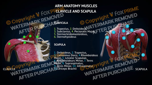 Arm Anatomy - Muscles - Clavicula and Scapula Single Use / Female Still Shot