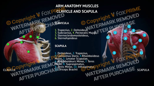Arm Anatomy - Muscles - Clavicula and Scapula Single Use / Male Still Shot