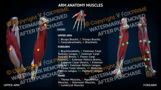 Arm Anatomy - Muscles - Forearm and Upper Arm Single Use / Female Still Shot