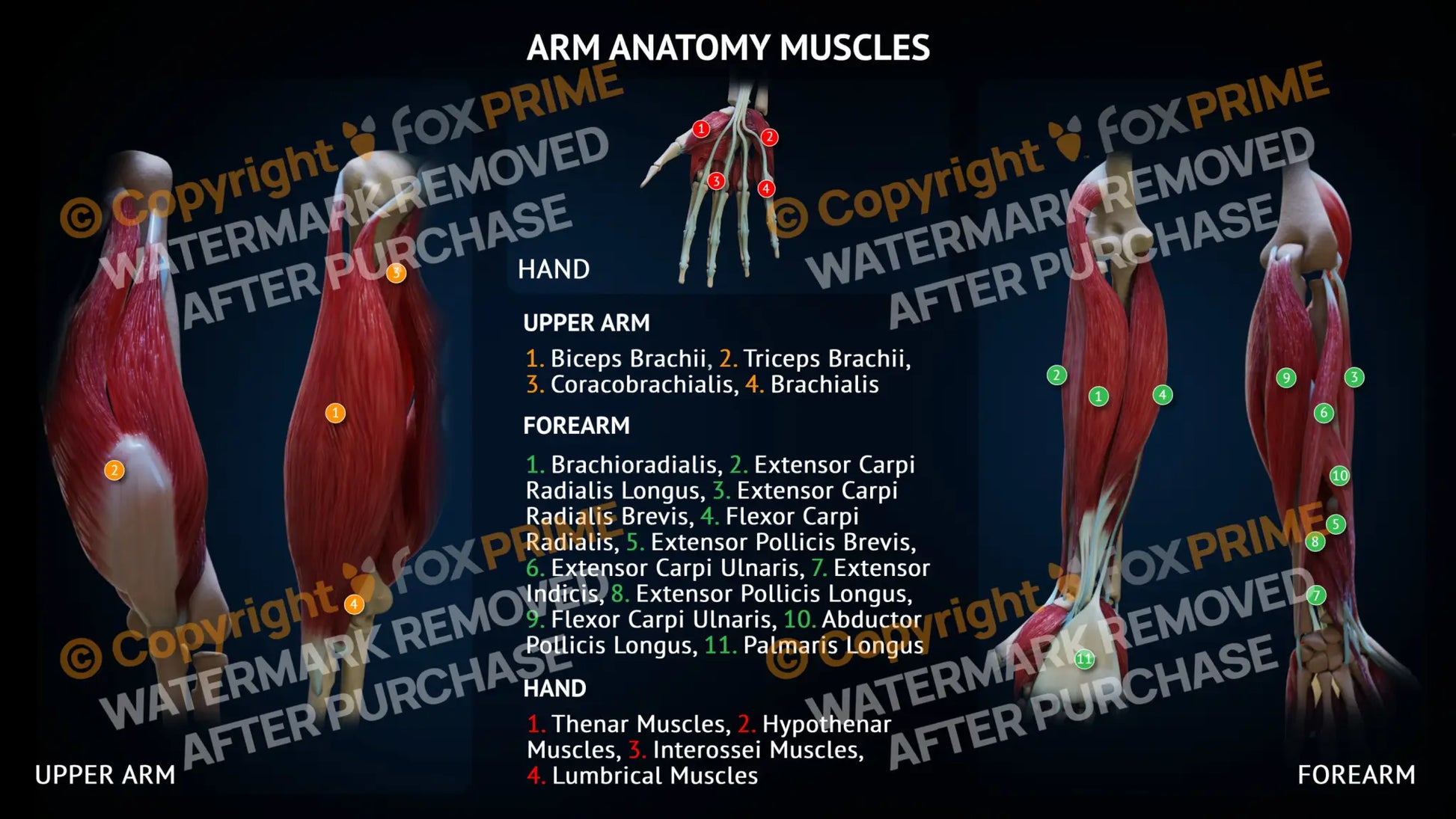 Arm Anatomy - Muscles - Forearm and Upper Arm Single Use / Male Still Shot
