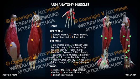 Arm Anatomy - Muscles - Forearm and Upper Arm Single Use / Male Still Shot
