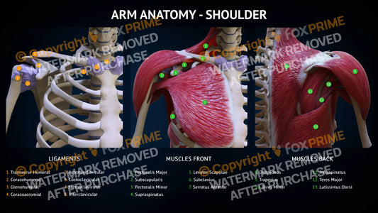Arm Anatomy - Shoulder Single Use / Female Still Shot