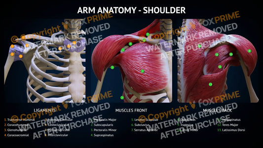 Arm Anatomy - Shoulder Single Use / Male Still Shot