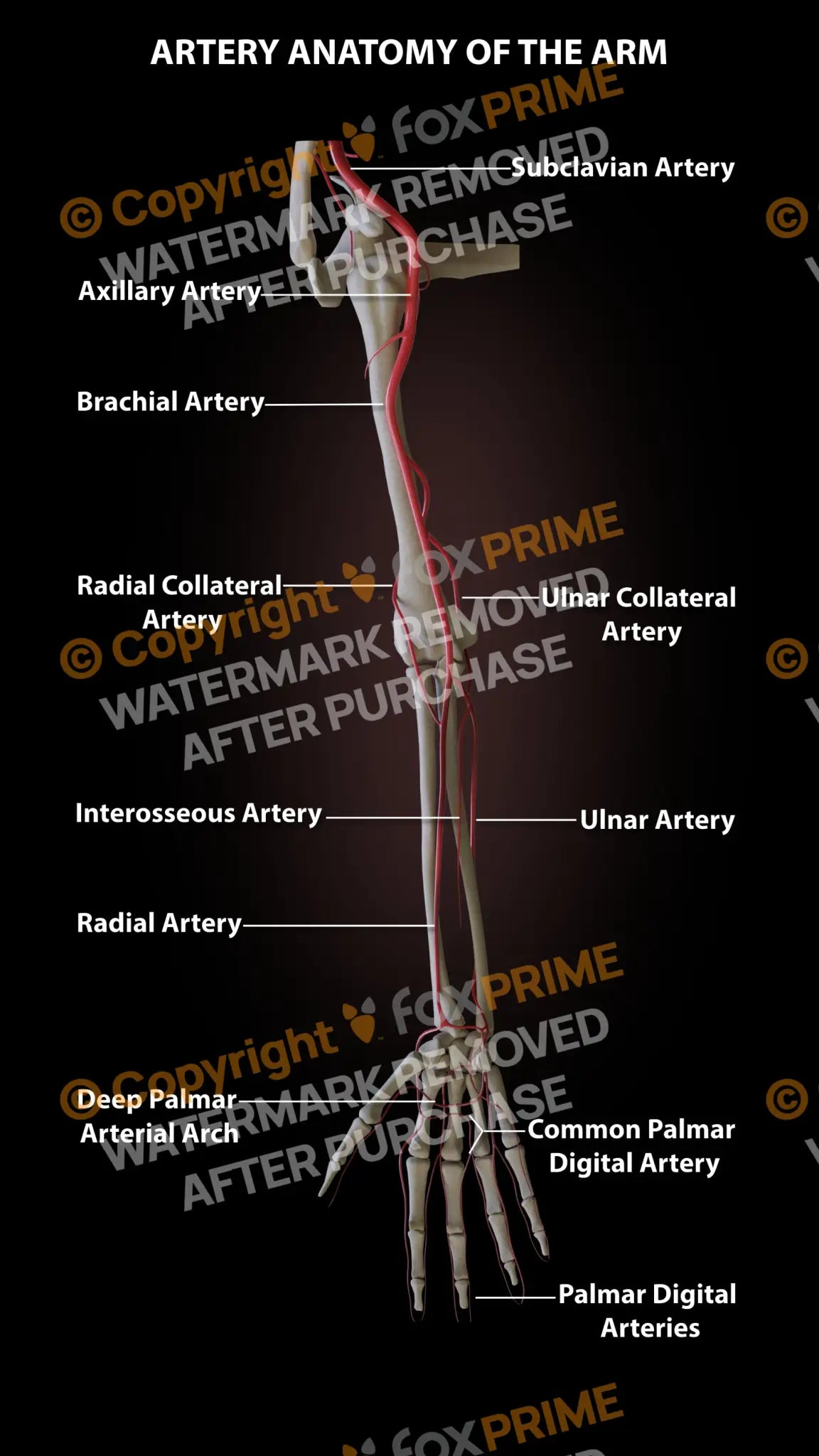 Arm Arteries Still Shot