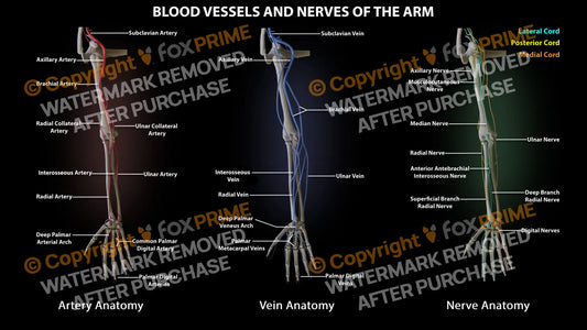 Arm Blood Vessels and Nerves Still Shot