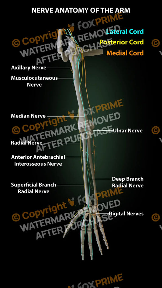 Arm Nerves Still Shot