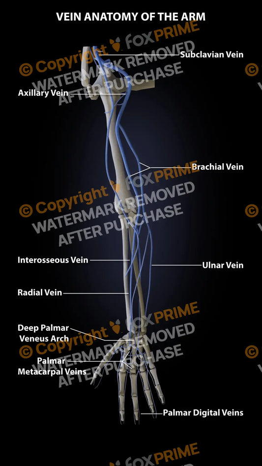 Arm Veins Still Shot