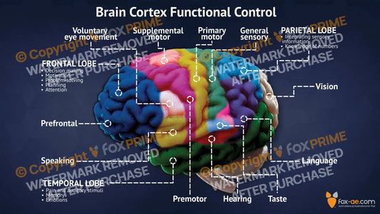 Brain Cortex Functional Control Still Shot