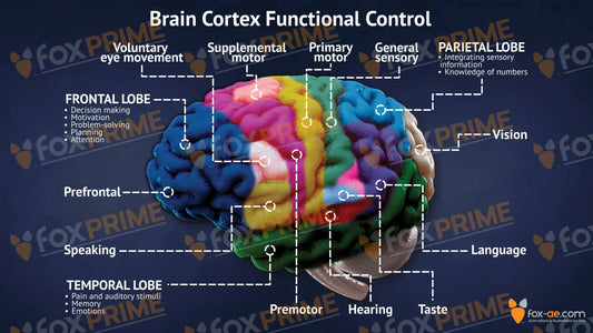 Brain Cortex Functional Control Still Shot