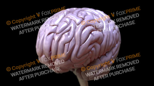 Brain Left Still Shot
