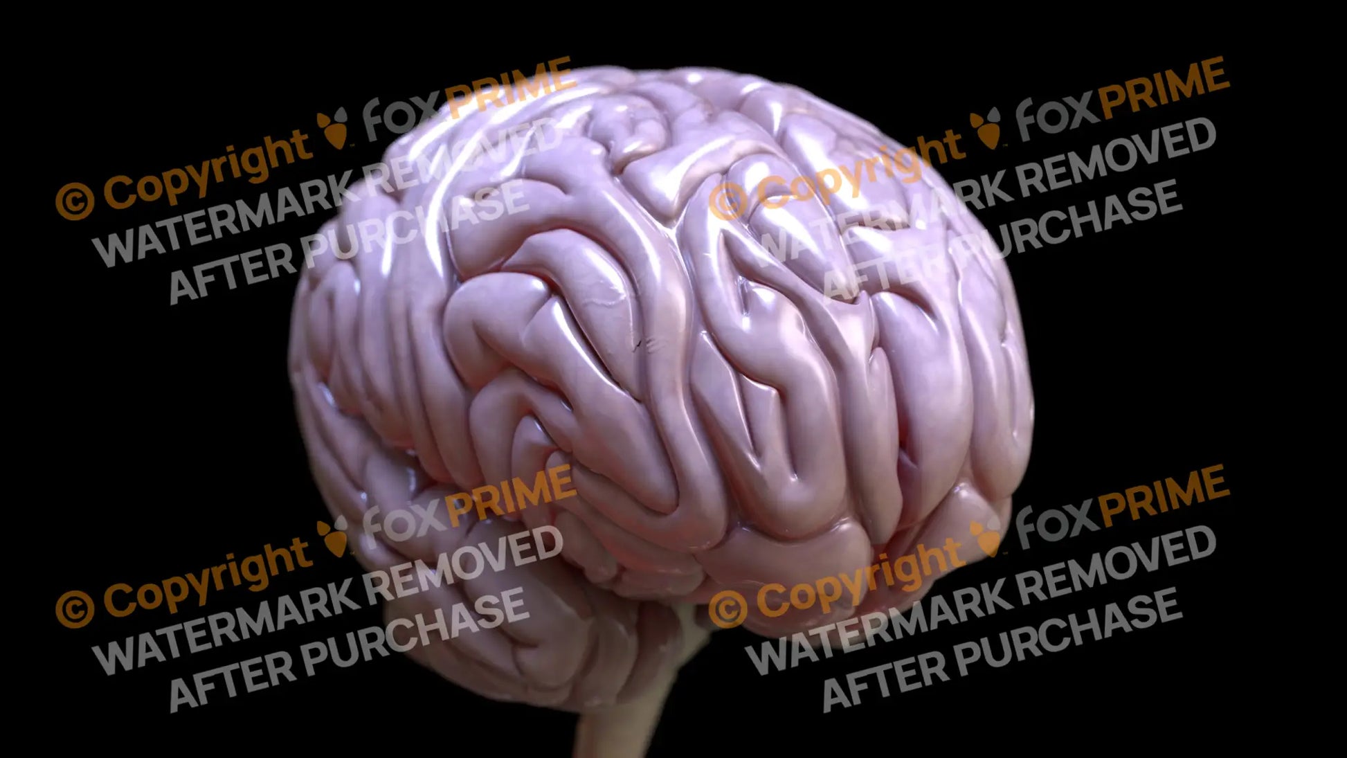 Brain Right Still Shot