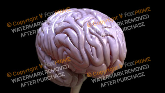 Brain Right Still Shot