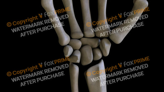 Carpals 2 (Right) Still Shot