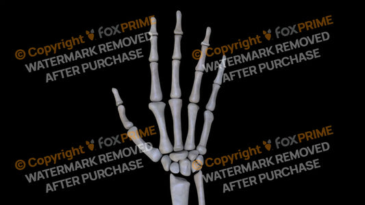 Carpals 3 (Right) Still Shot