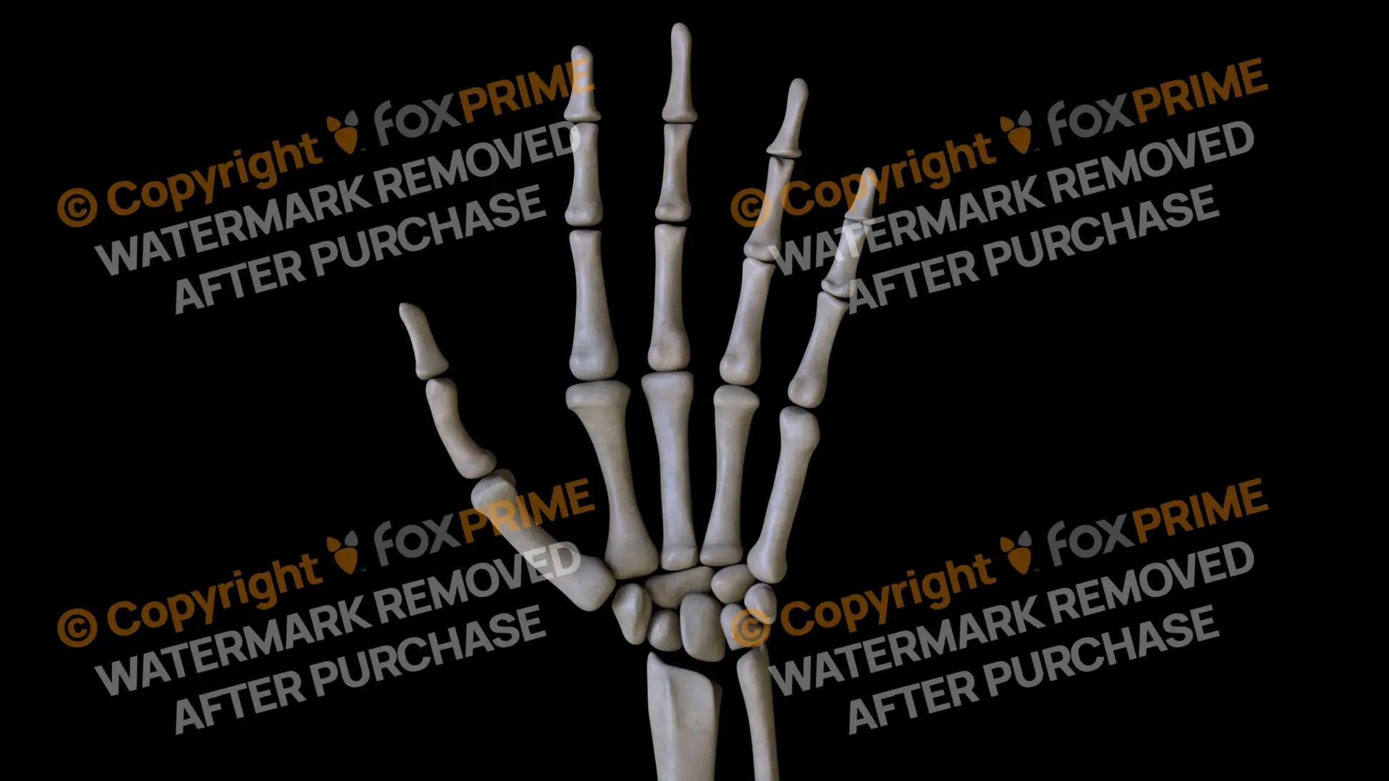 Carpals 4 (Left) Still Shot