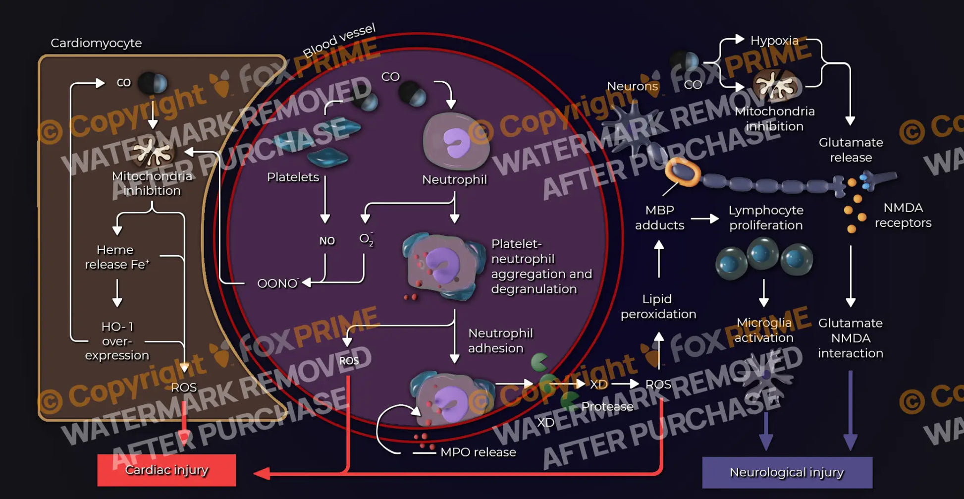 Cell Inflammation Still Shot