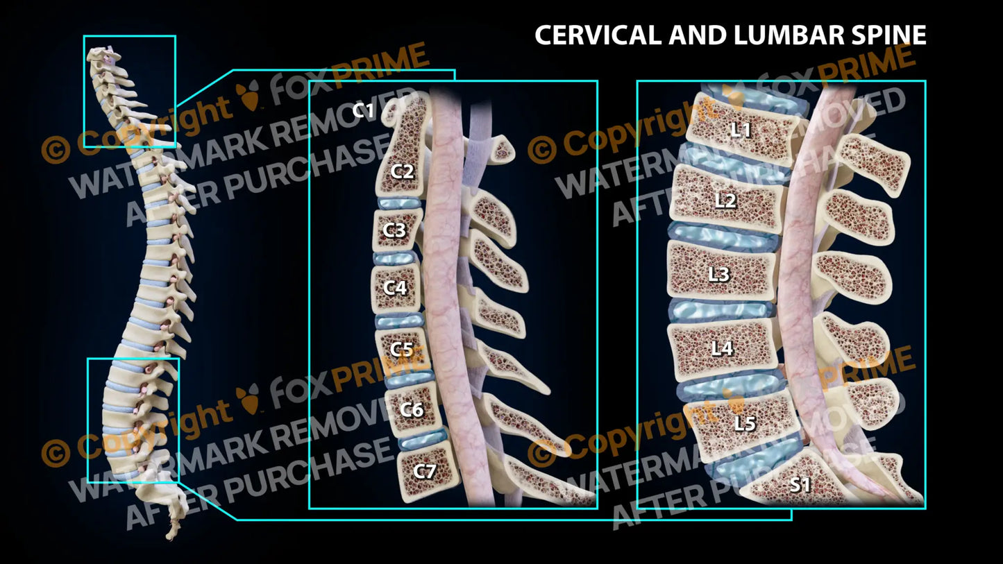 Cervical and Lumbar Spine Still Shot