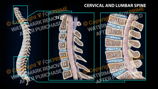 Cervical and Lumbar Spine Still Shot