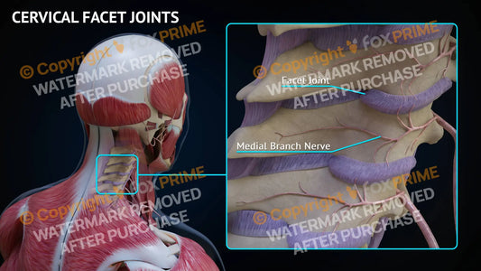 Cervical Facet Joints Still Shot