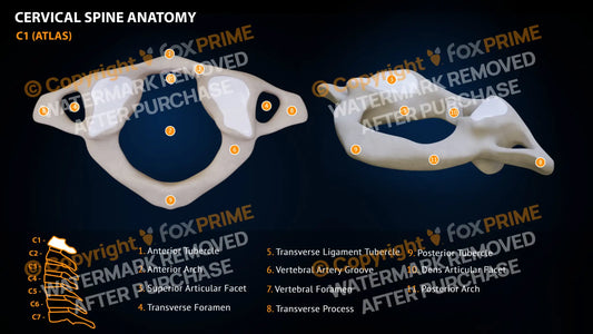Spine Cervical Anatomy C1 Still Shot