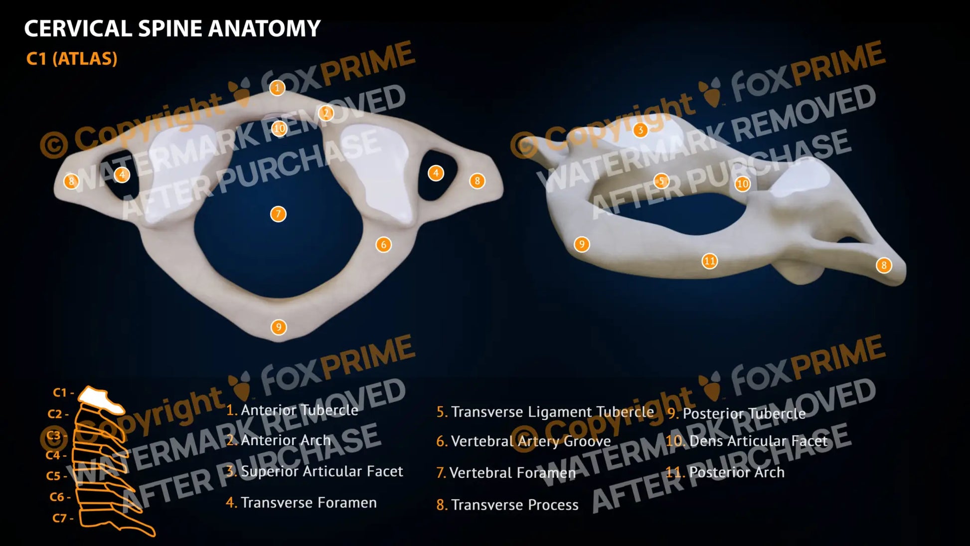 Spine Cervical Anatomy C1 Still Shot