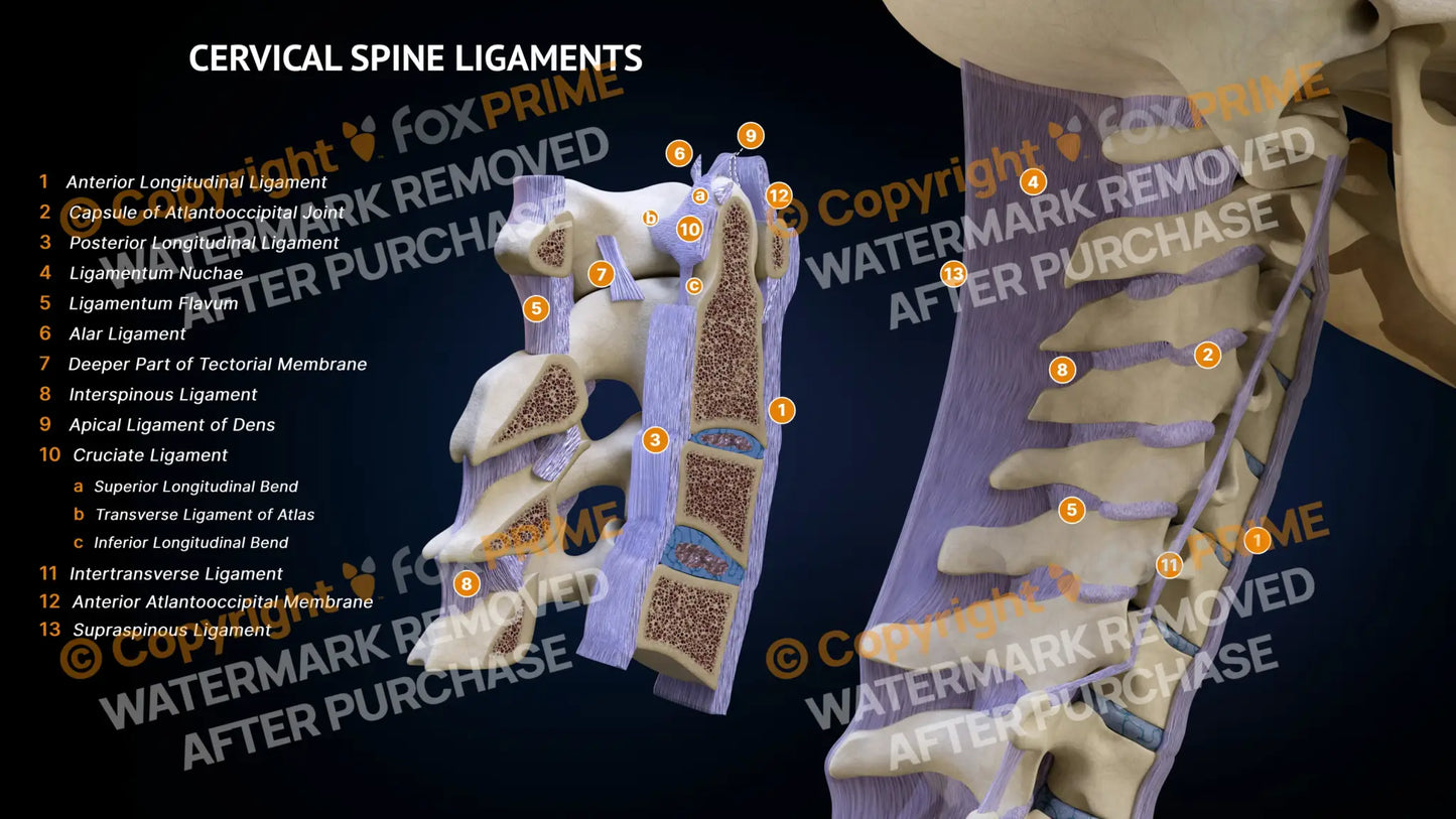 Cervical Spine Ligaments Still Shot