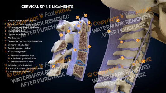 Cervical Spine Ligaments Still Shot