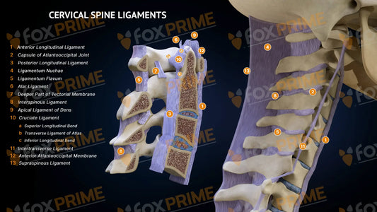 Cervical Spine Ligaments Still Shot