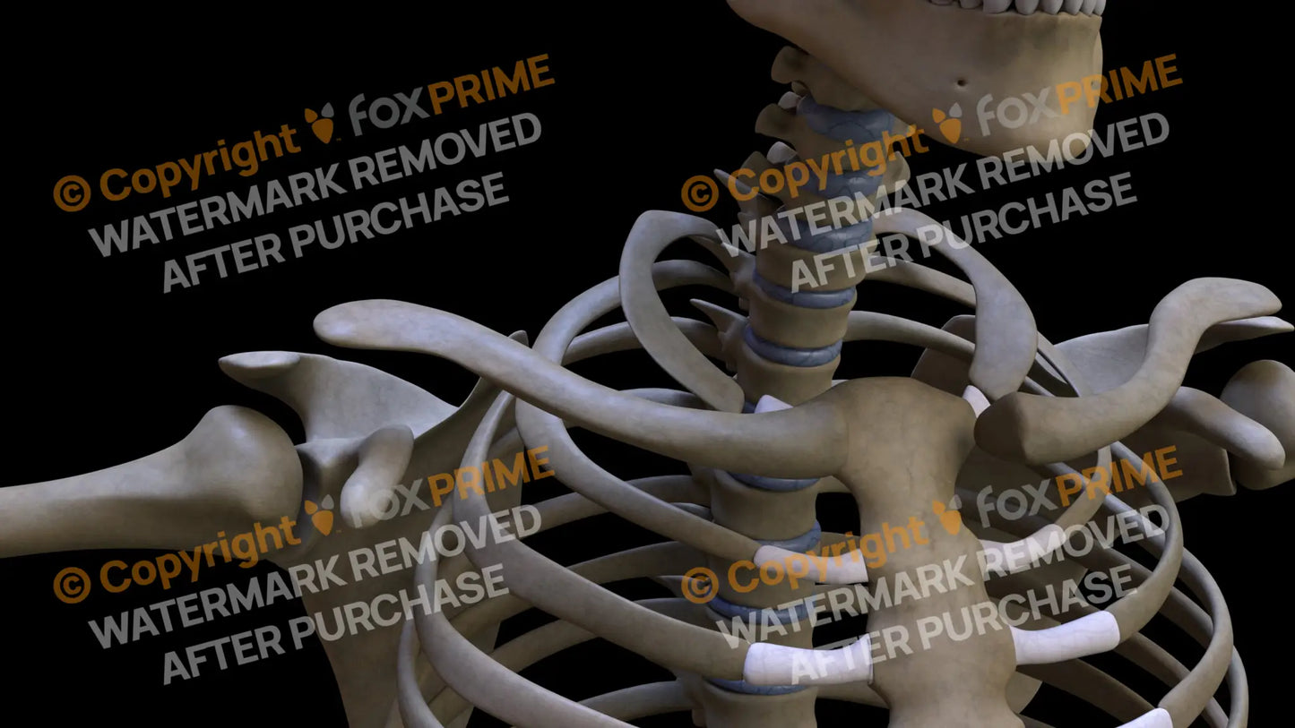 Clavicle 3 (Right) Still Shot