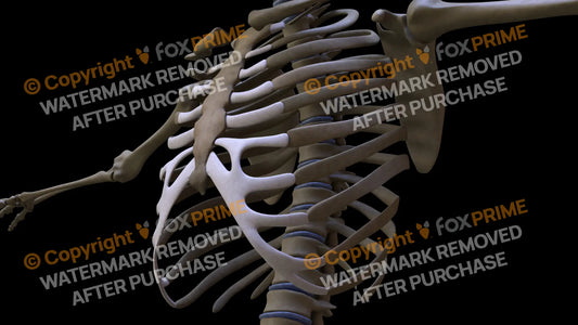 Costal Cartilages 5 (Left) Still Shot