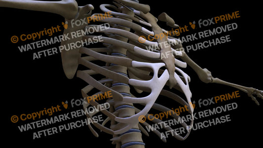 Costal Cartilages 5 (Right) Still Shot