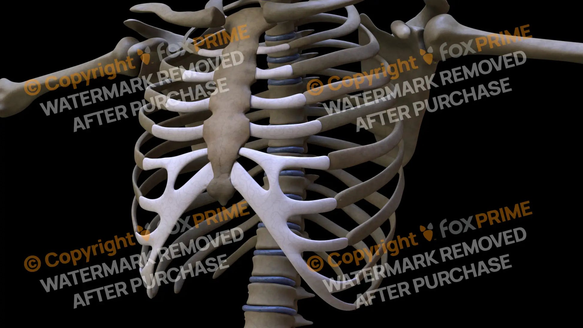 Costal Cartilages (Left) Still Shot