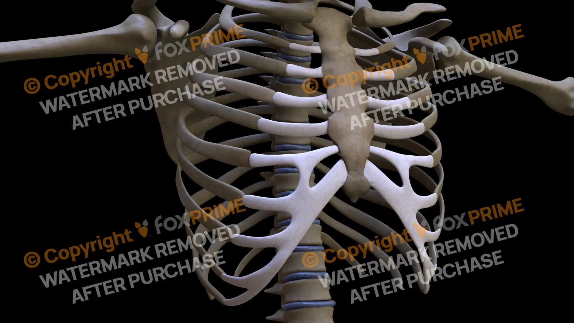Costal Cartilages (Right) Still Shot