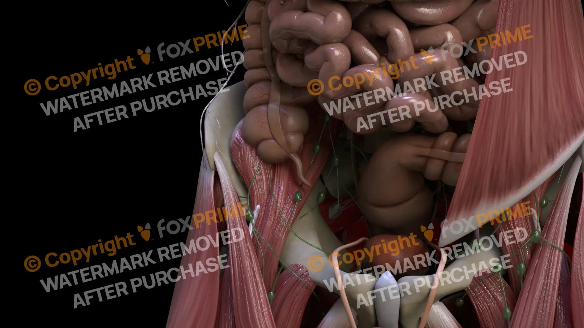Digestive System Appendix 1 Still Shot
