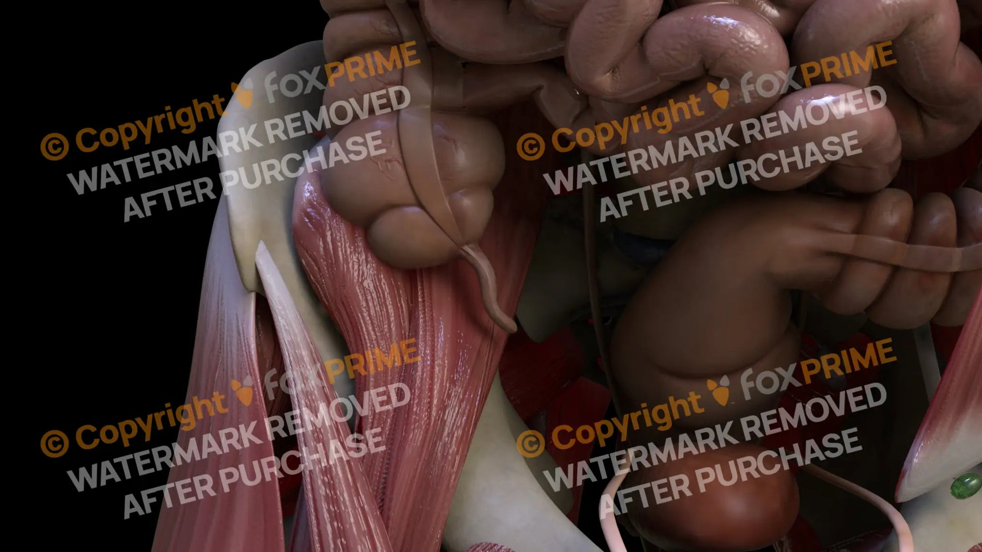 Digestive System Appendix 3 Still Shot