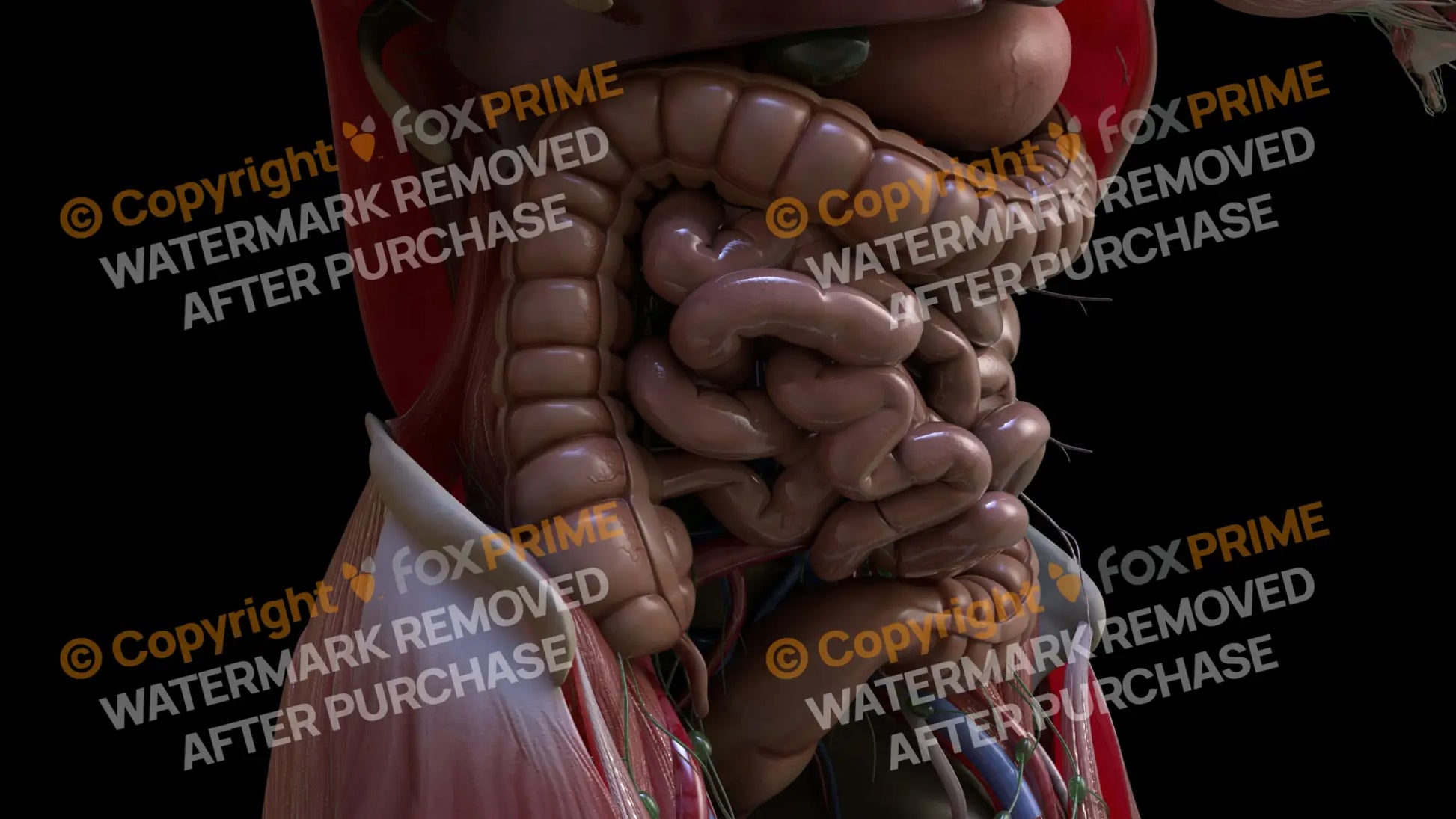 Digestive System Ascending Colon 1 Still Shot