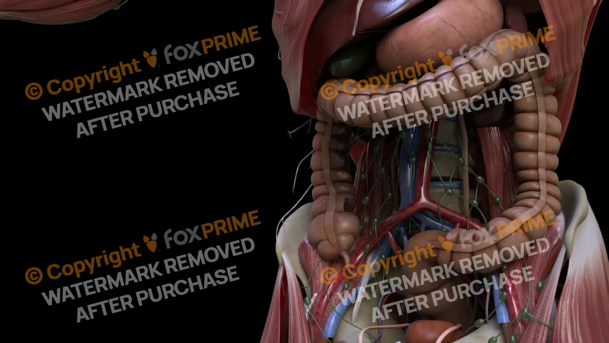 Digestive System Ascending Colon 2 Still Shot