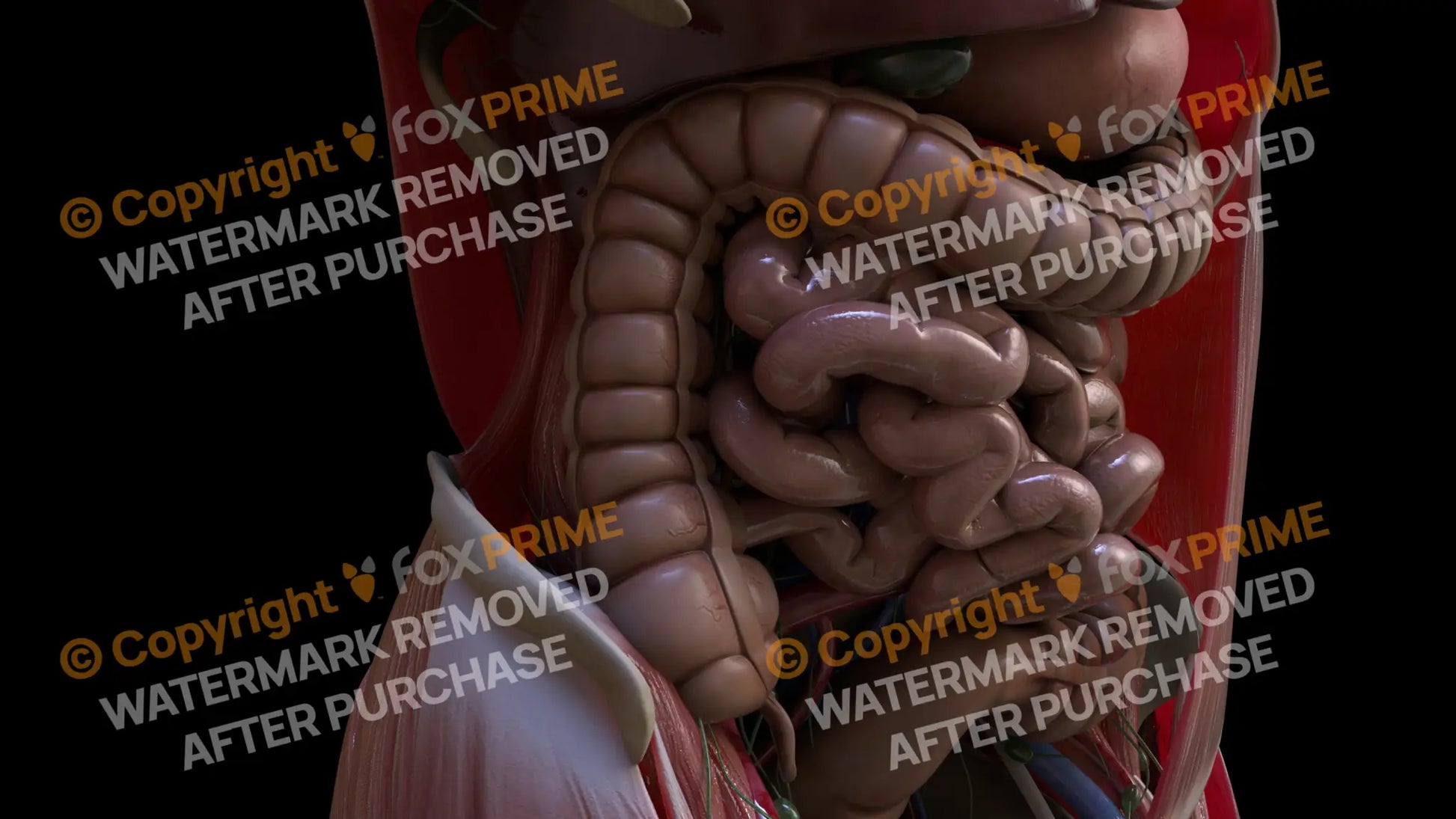 Digestive System Ascending Colon 3 Still Shot