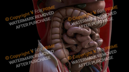 Digestive System Ascending Colon 3 Still Shot