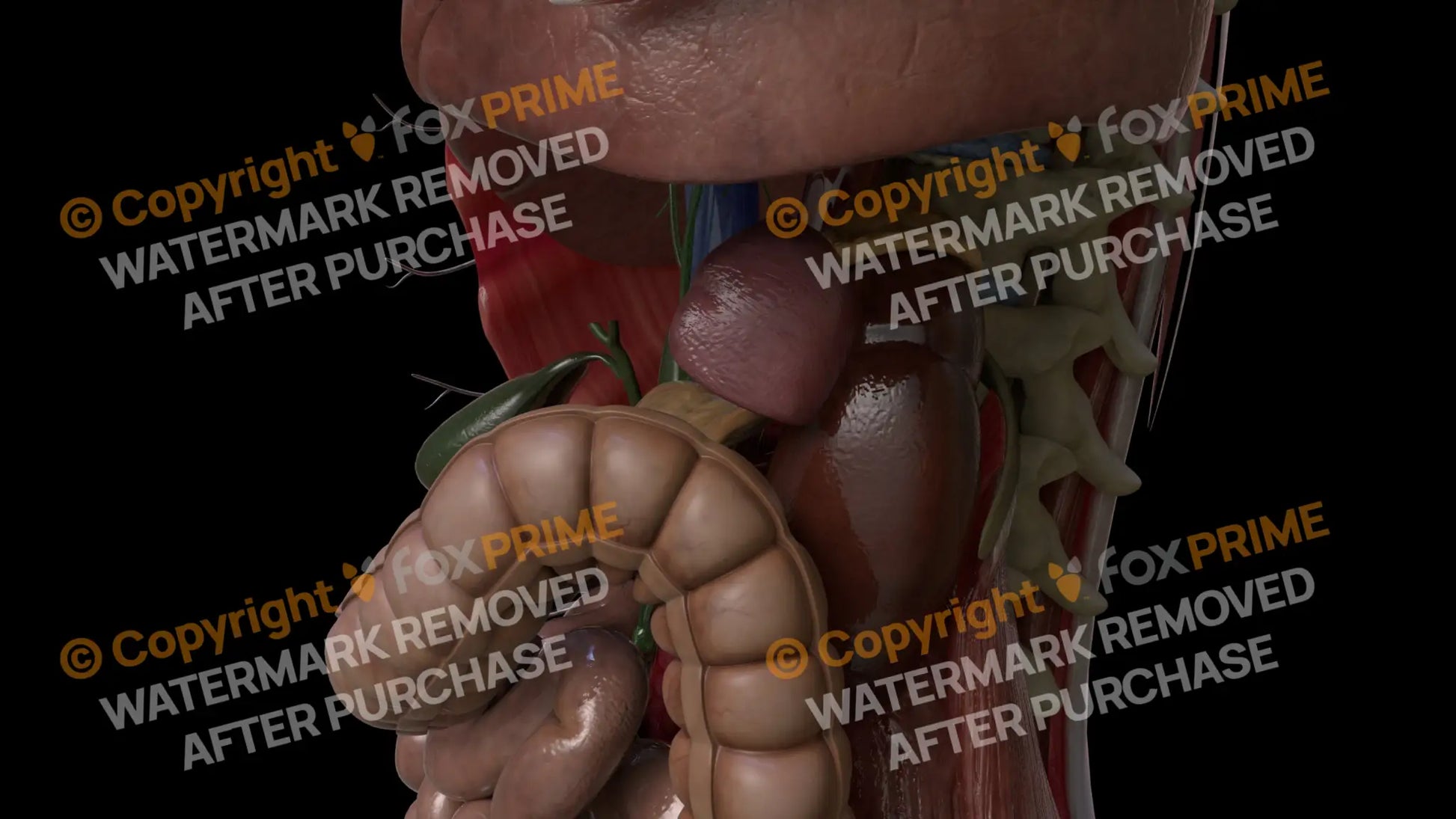 Digestive System Bile Ducts 3 Still Shot