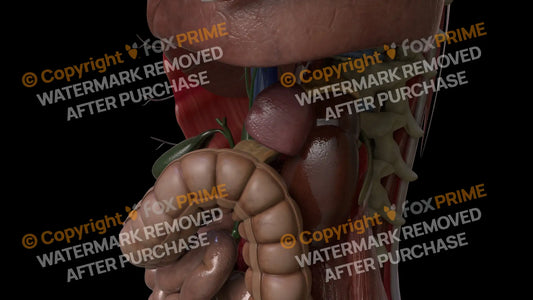 Digestive System Bile Ducts 3 Still Shot