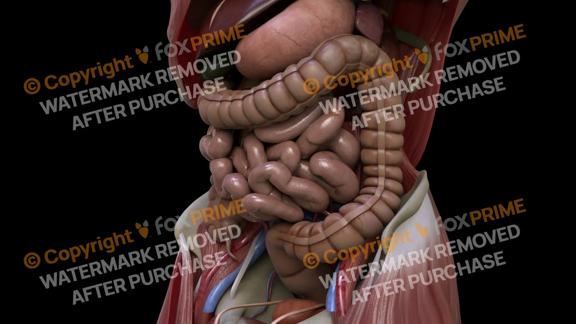 Digestive System Descending Colon 1 Still Shot