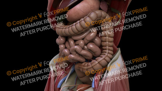 Digestive System Descending Colon 1 Still Shot