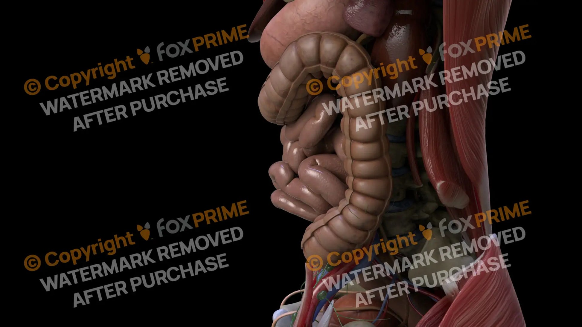 Digestive System Descending Colon 2 Still Shot