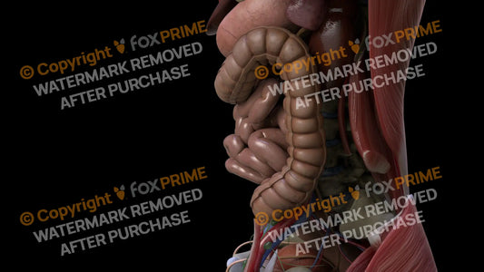Digestive System Descending Colon 2 Still Shot