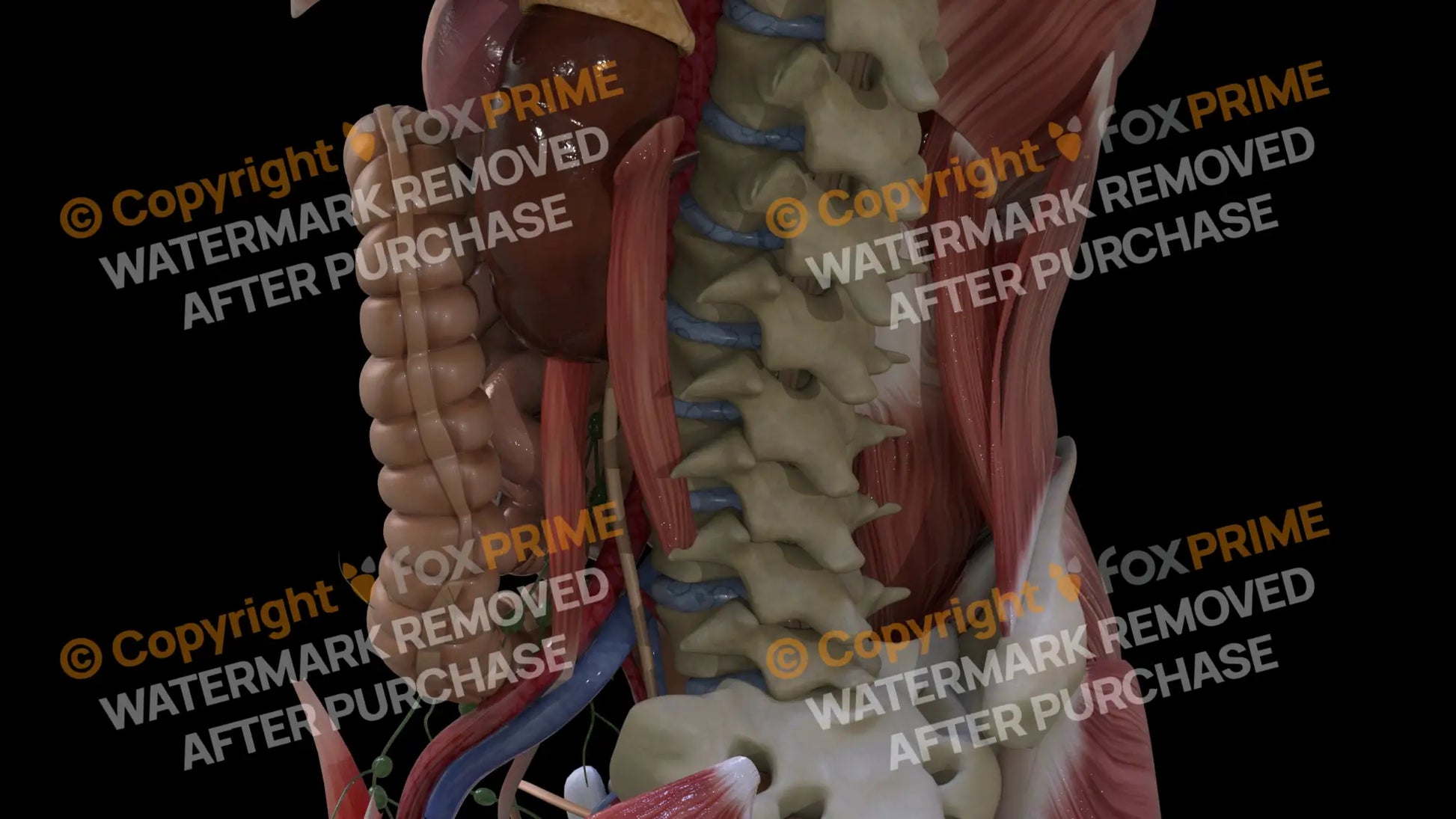 Digestive System Descending Colon 3 Still Shot