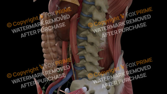Digestive System Descending Colon 3 Still Shot