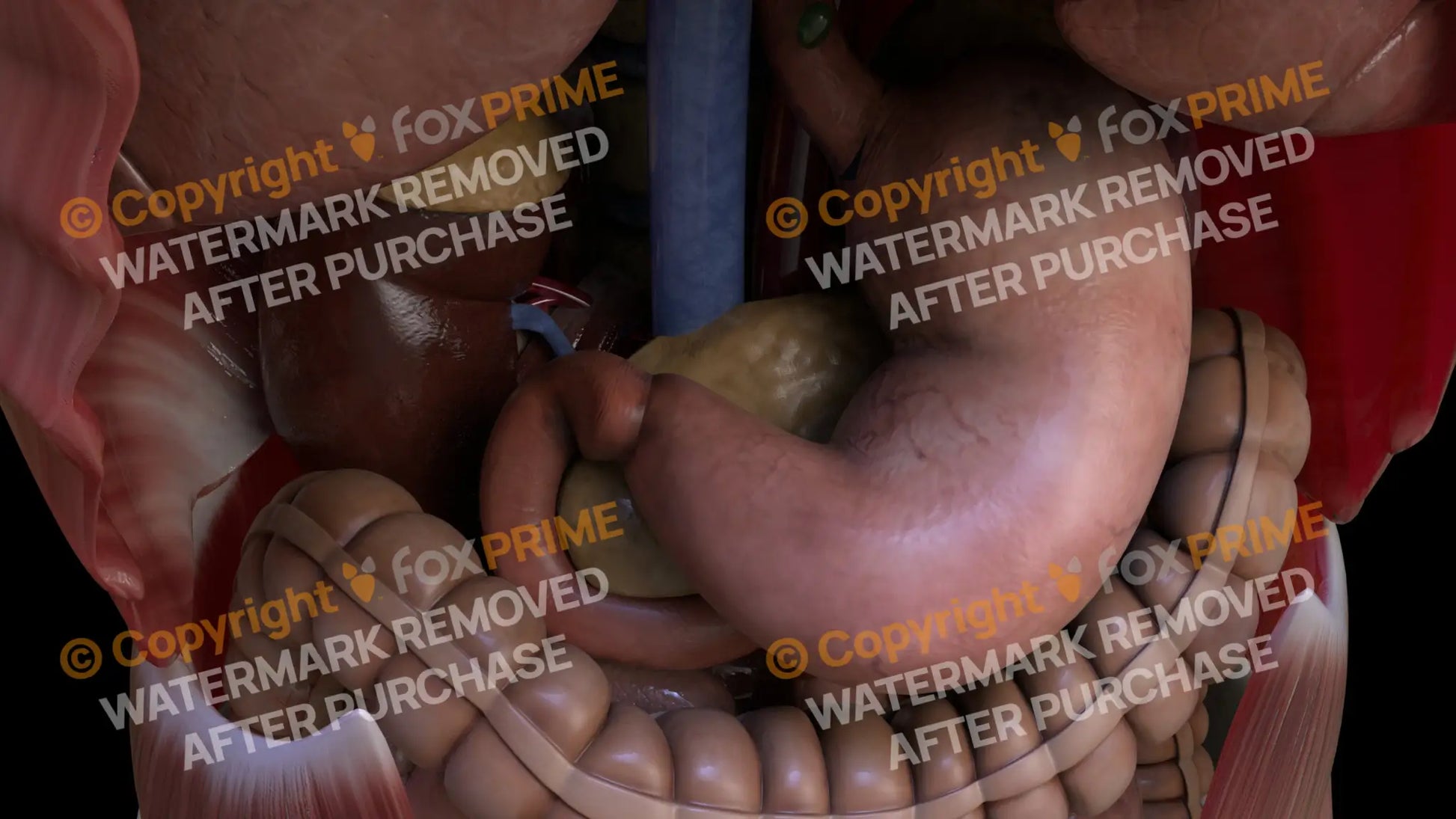 Digestive System Duodenum 1 Still Shot