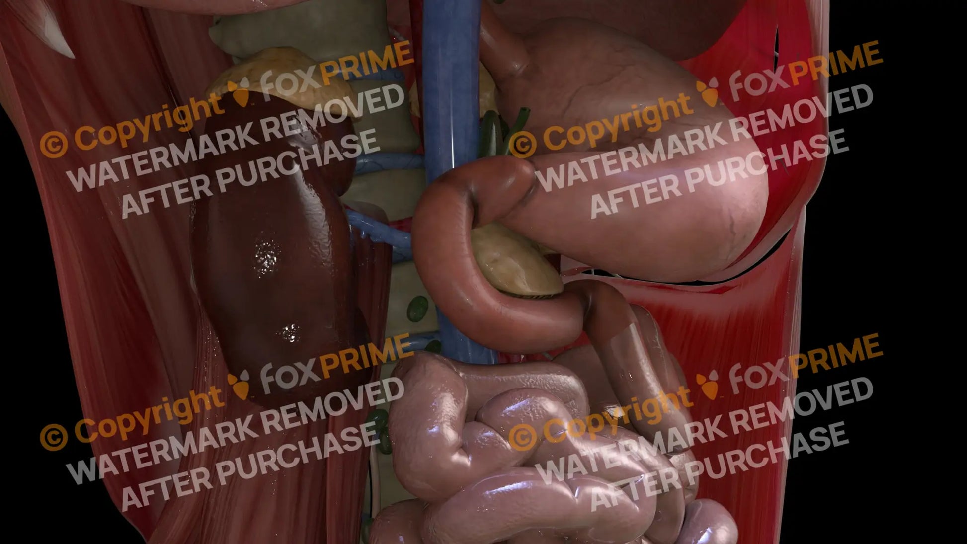 Digestive System Duodenum 2 Still Shot
